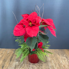 Load image into Gallery viewer, 6" Poinsettia