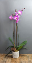 Load image into Gallery viewer, Orchid Plant Subscription - The Blooming Idea
