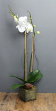Load image into Gallery viewer, Orchid Plant Subscription - The Blooming Idea