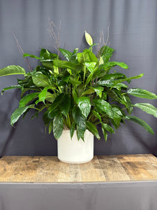 Peace Lily