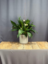 Load image into Gallery viewer, Peace Lily
