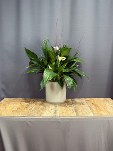 Peace Lily