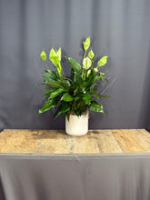 Load image into Gallery viewer, Peace Lily
