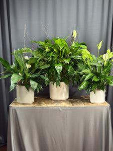 Peace Lily