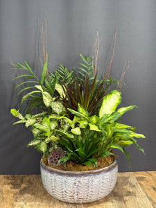 Dish Garden