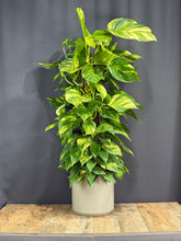 Load image into Gallery viewer, Pothos Ivy

