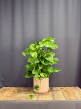 Load image into Gallery viewer, Pothos Ivy
