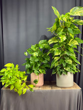 Load image into Gallery viewer, Pothos Ivy
