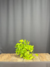 Load image into Gallery viewer, Pothos Ivy
