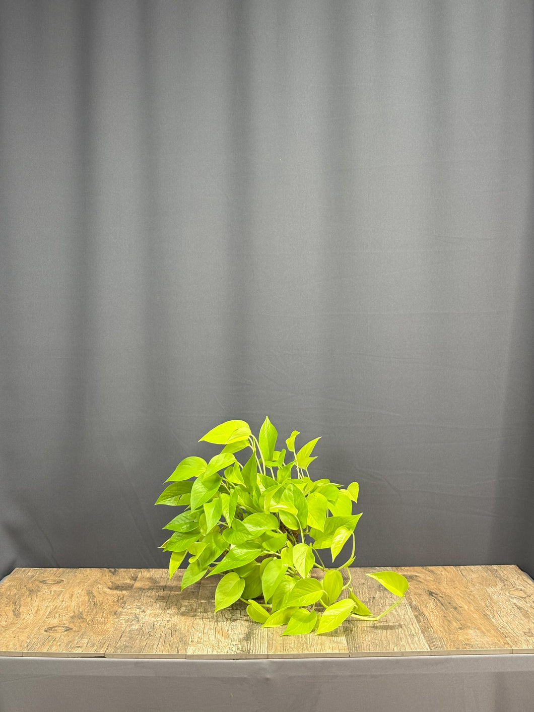 Pothos Ivy