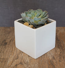 Cargar imagen en el visor de la galería, Restaurant &amp; Bar - The Blooming Idea Florst - The Woodlands, Texas
