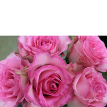 Cargar imagen en el visor de la galería, Swank Six - The Blooming Idea Florst - The Woodlands, Texas
